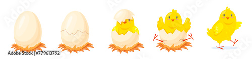 Chicken hatching stages. Yellow chick hatch from broken shell egg, poultry newborn growth cartoon cute chicken birth young baby bird born process, easter neat vector illustration