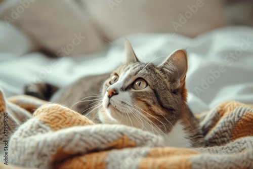 Gorgeous cat resting on blanket gazing elsewhere © VolumeThings