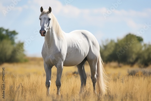 White horse standing in the meadow 