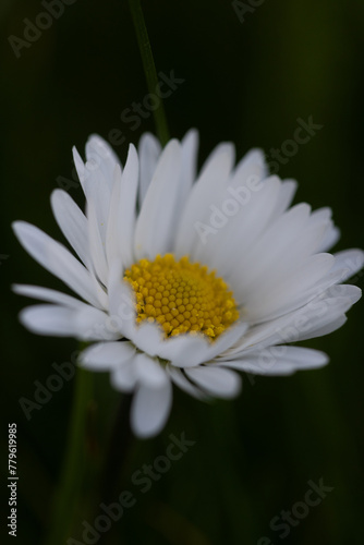 Gänseblümchen, Blume auf der Wiese