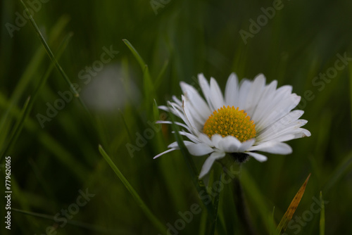Gänseblümchen, Blume auf der Wiese