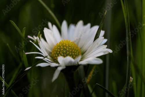 Gänseblümchen, Blume auf der Wiese