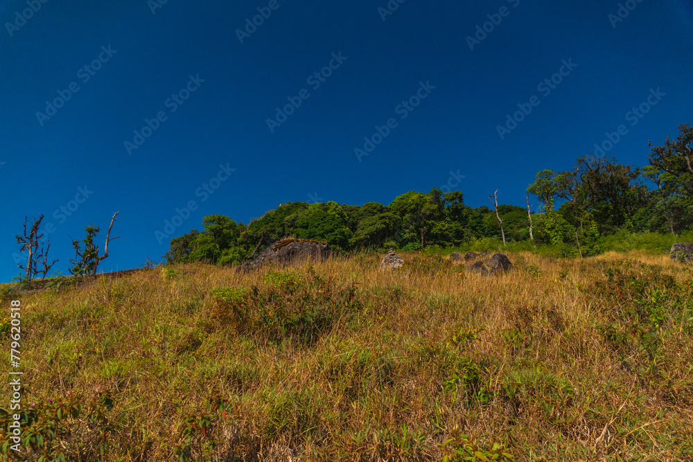 A hillside with a blue sky and a few trees