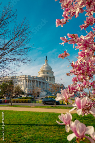 Blossom spring in Washington DC. Capitol building at spring. USA Congress, Washington D.C. © Volodymyr