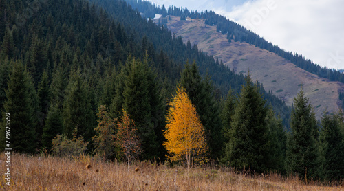 Autumn landscape in the mountains with tall firs. Natural background. Atmospheric green forest with firs in mountains. Mountain woodland.