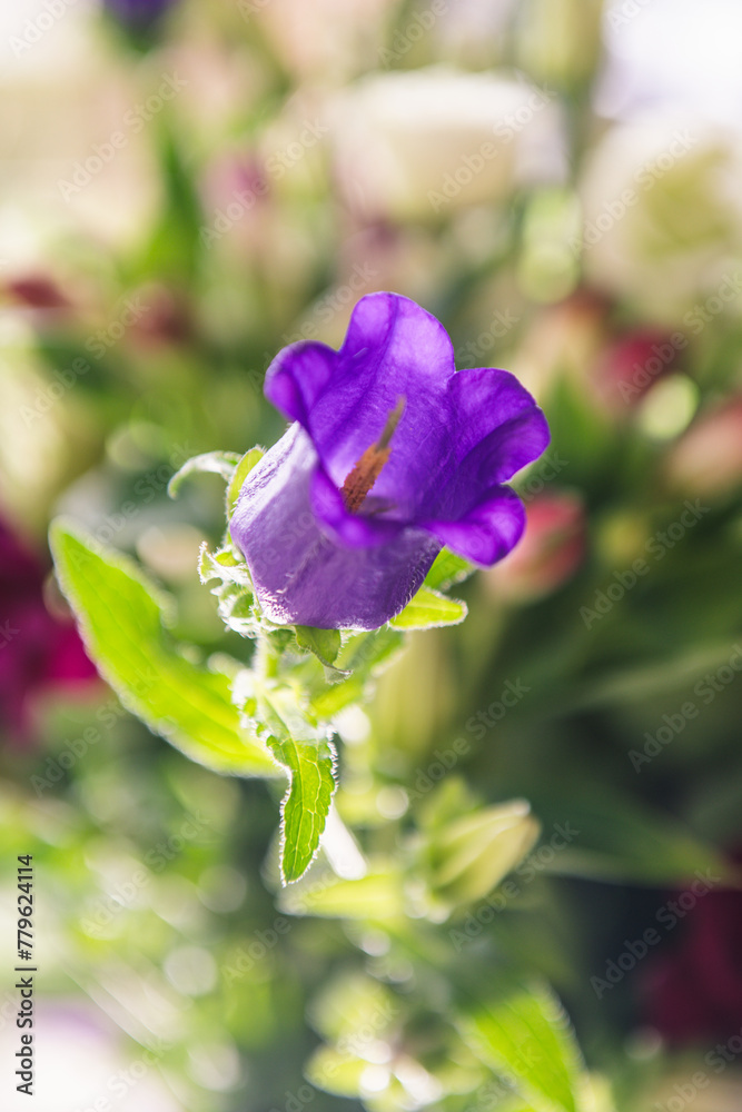 Obraz premium Canterbury Bells Terry Purple, blue and purple bell flower. Close-ups and in the flower bouquet 