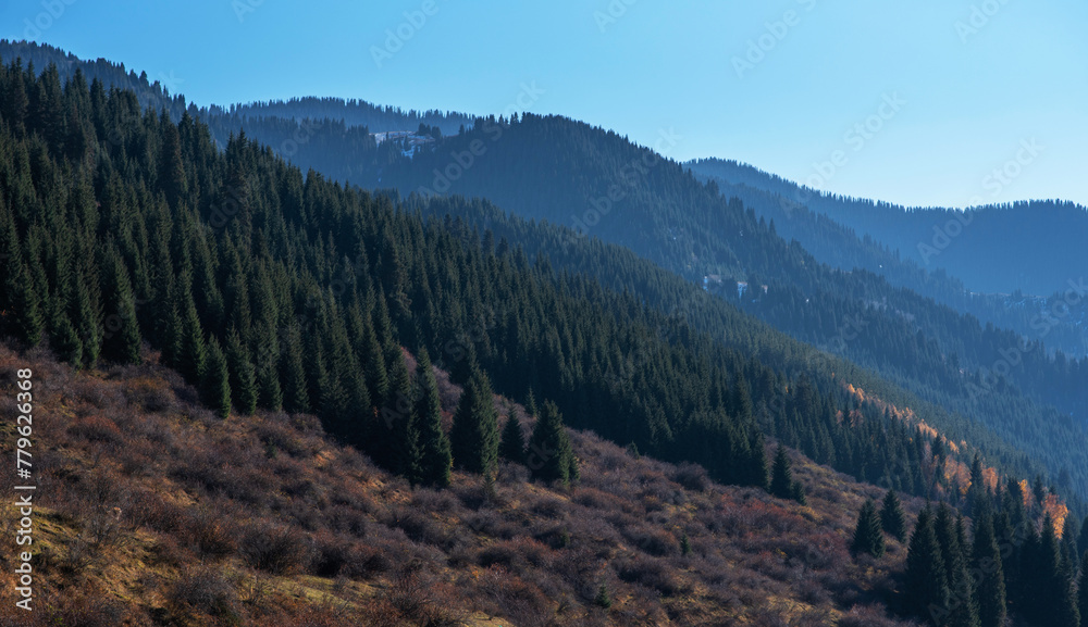 Autumn landscape in the mountains with tall firs. Natural background. Atmospheric green forest with firs in mountains. Mountain woodland.