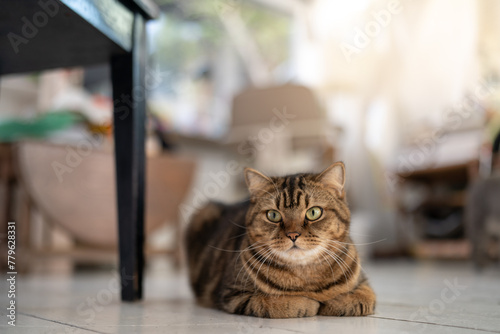 Fototapeta Naklejka Na Ścianę i Meble -  A cat curled up on the floor in a quaint living room.