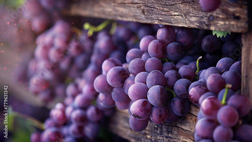 Purple grape on the  Rack photo