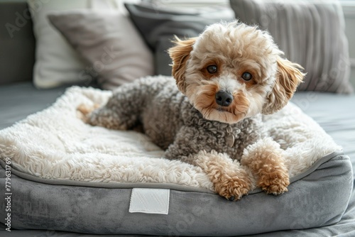 Pet accessories include a bed with a pillow and mattress for dogs or cats photo