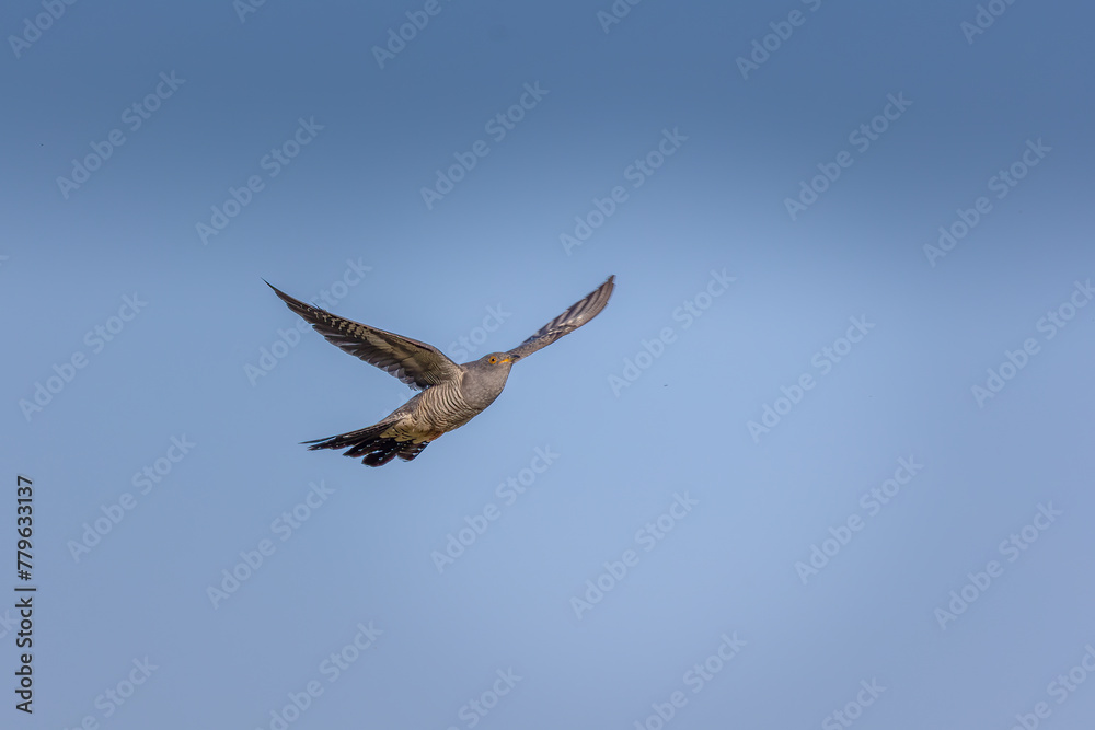 Common cuckoo flying in the blue sky, Cuculus canorus