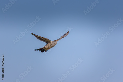 Common cuckoo flying in the blue sky  Cuculus canorus