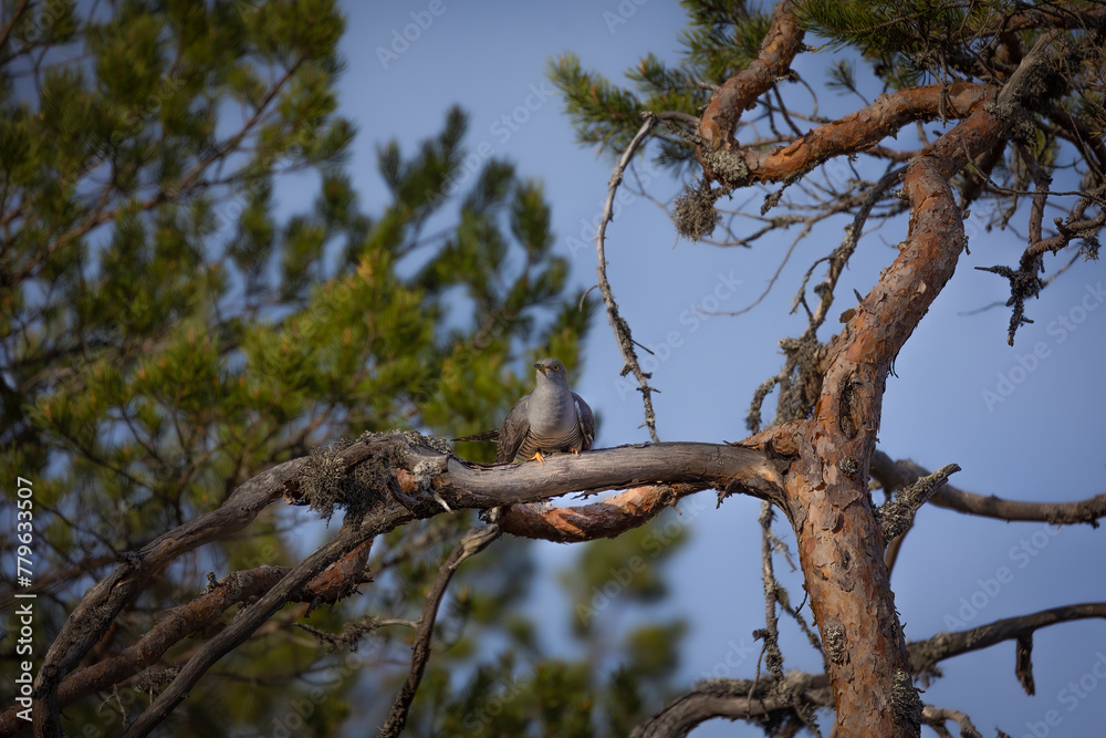 Common cuckoo perched on a tree branch. Sweden Common cuckoo perched on a tree branch. Sweden
