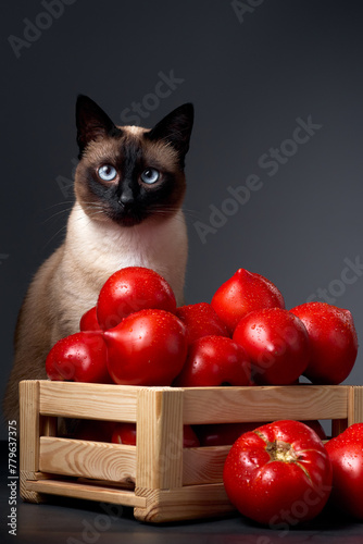 Cute, curious mekong bobtaile cat (siames) near a wooden box with fresh, red tomatoes