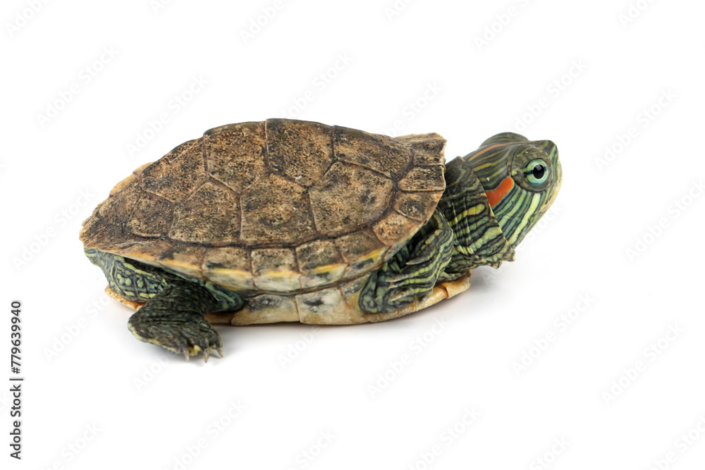 Fototapeta premium Brazilian turtle on white background, Cute baby Brazilian turtle on white background, closeup head baby Brazilian turtle on isolated background