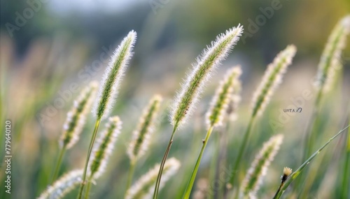 Morning Bokeh Close-up of Green Foxtail Grass