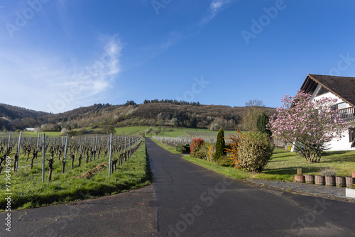 Vineyards and road. Valley of the Moselle. Forest at Lösnich. Rhineland-Palatinate. Germany. River Moselle area. 
