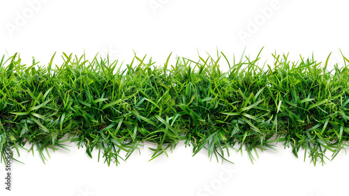 Lawn isolated on white background