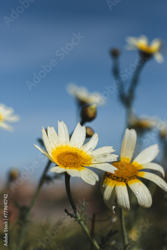 a close up of a daisy flower with the sky in the background