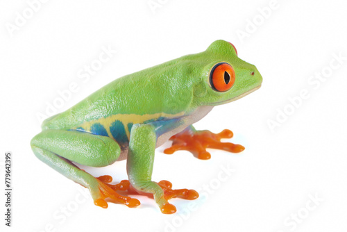 Red-eyed tree frog on white background, red-eyed tree frog (Agalychnis callidryas) closeup © kuritafsheen