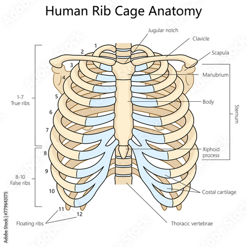 human rib cage with labeled parts, suitable for anatomy studies and medical reference structure diagram hand drawn schematic vector illustration. Medical science educational illustration
