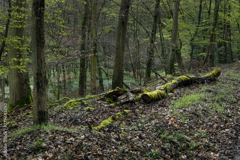 Forest at Lösnich. Rhineland-Palatinate. Germany. River Moselle area. Forest at Lösnich. Rhineland-Palatinate. Germany. River Moselle area.