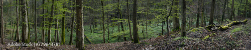 Forest at L  snich. Rhineland-Palatinate. Germany. River Moselle area. Panorama. 