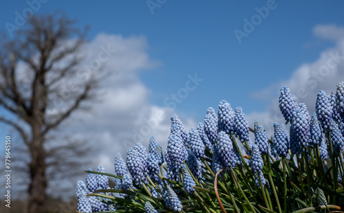 Blue grape hyacinth muscari flowers, photographed in springtime at Wisley garden, Surrey UK.