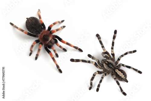 Poecilotheria regalis tarantula isolated on white background, Hamorii tarantula isolated on white background