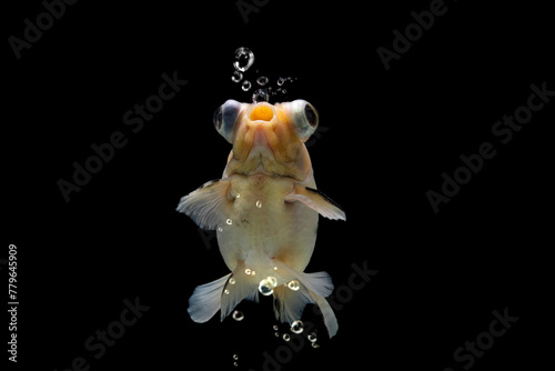 Demekin calico goldfish blowing bubbles from his mouth on black background, Demekin calico goldfish on black background