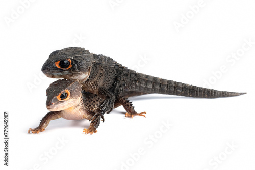 a pair Crocodile skink closeup from side view, Crocodile skink on isolated background
