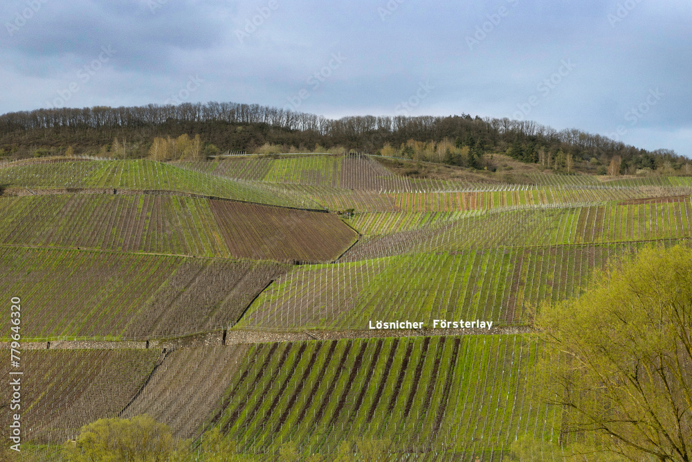 Vineyards near the river in spring. Lösnich. Rhineland-Palatinate. Germany. River Moselle area.