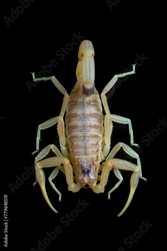 Deathstalker scorpion closeup on black background, Deathstalker scorpion on reflection, Deathstalker scorpion closeup