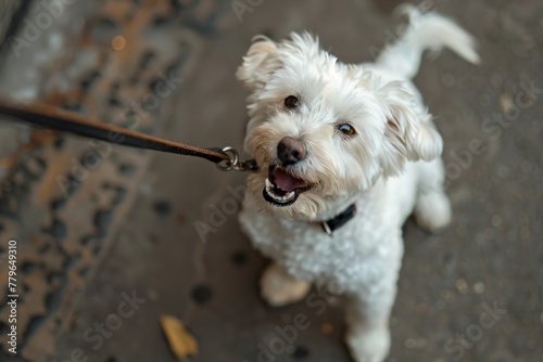 Small white dog on leash barking photo