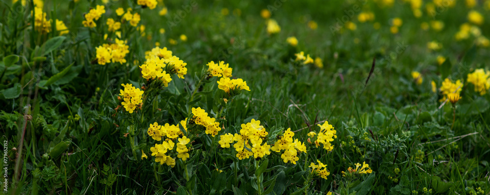 Fototapeta premium Flowers in a forest. Wild spring flowers in mountains in nature. Natural landscape with with flowers, soft selective focus.