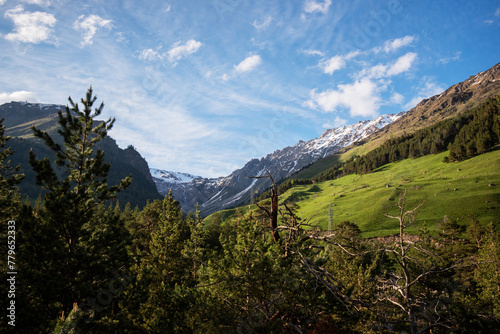 Bizarrely curved pine branches of old trees in the mountains against the backdrop of a mountain landscape summer time.