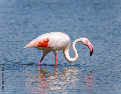 Flamingo in the Water