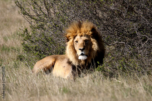 Male lion in the wild
