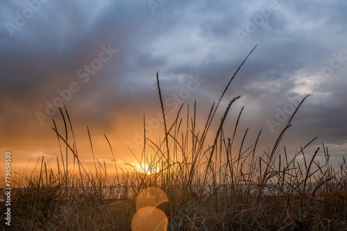 A Dramatic sunrise with dark moody clouds with silhouetted tall grass in the foreground.