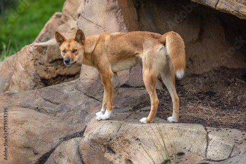Foto Close-up portrait of an Australian Dingo (Canis lupus dingo), which is related t