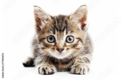 Tiny adorable cat alone on white background