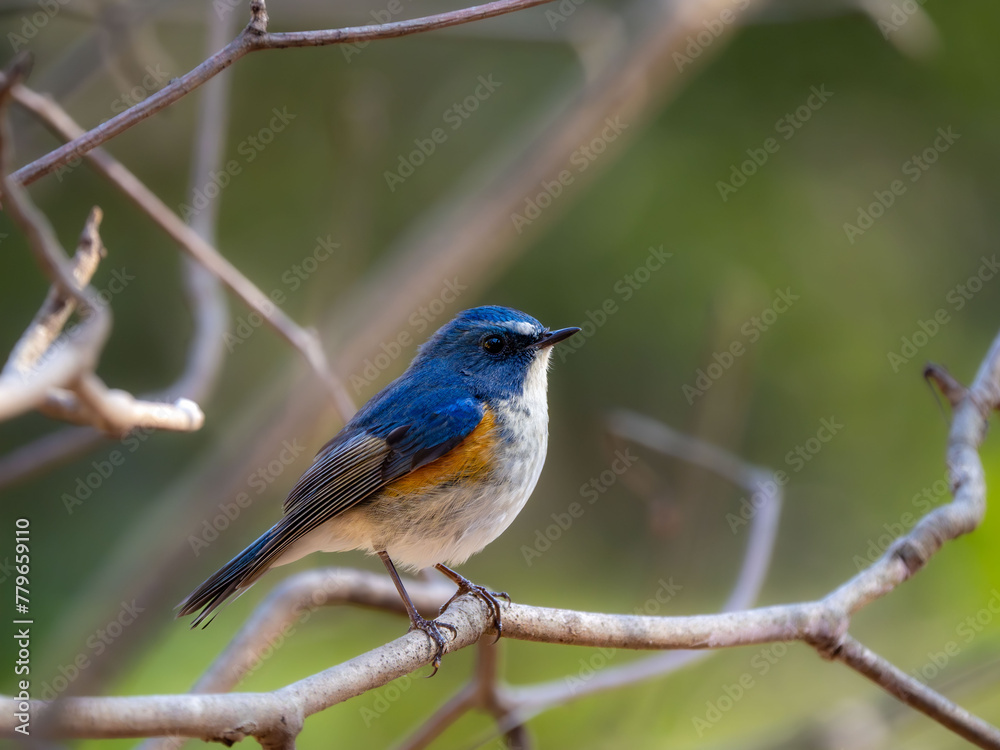 Fototapeta premium 森の中で枝に留まっているルリビタキの雄