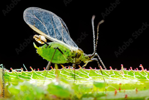 Male Aphid on Flower Twig. Greenfly or Green Aphid Garden Parasite Insect Pest Macro on Dark Background