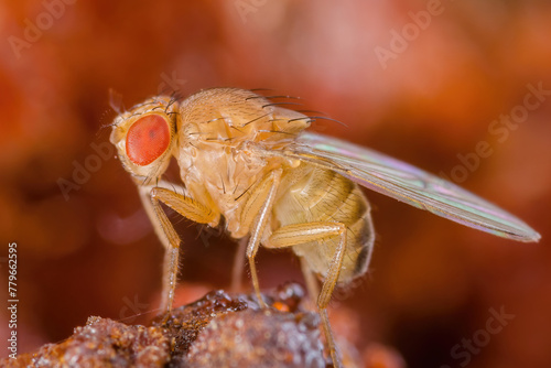 Tropical Fruit Fly Drosophila Diptera Parasite Insect Pest on Fruit Macro