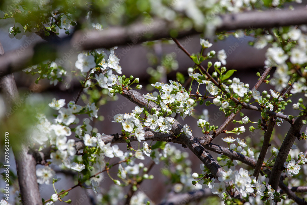 Cherry plum tree in blossom in the spring garden. Cherry plum tree in blossom in the spring garden.