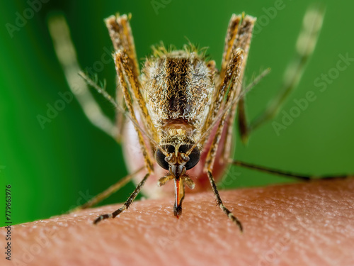 Malaria Infected Mosquito Bite. Leishmaniasis, Encephalitis, Yellow Fever, Dengue, Malaria Disease, Mayaro or Zika Virus Infectious Culex Mosquitoe Parasite Insect Macro.