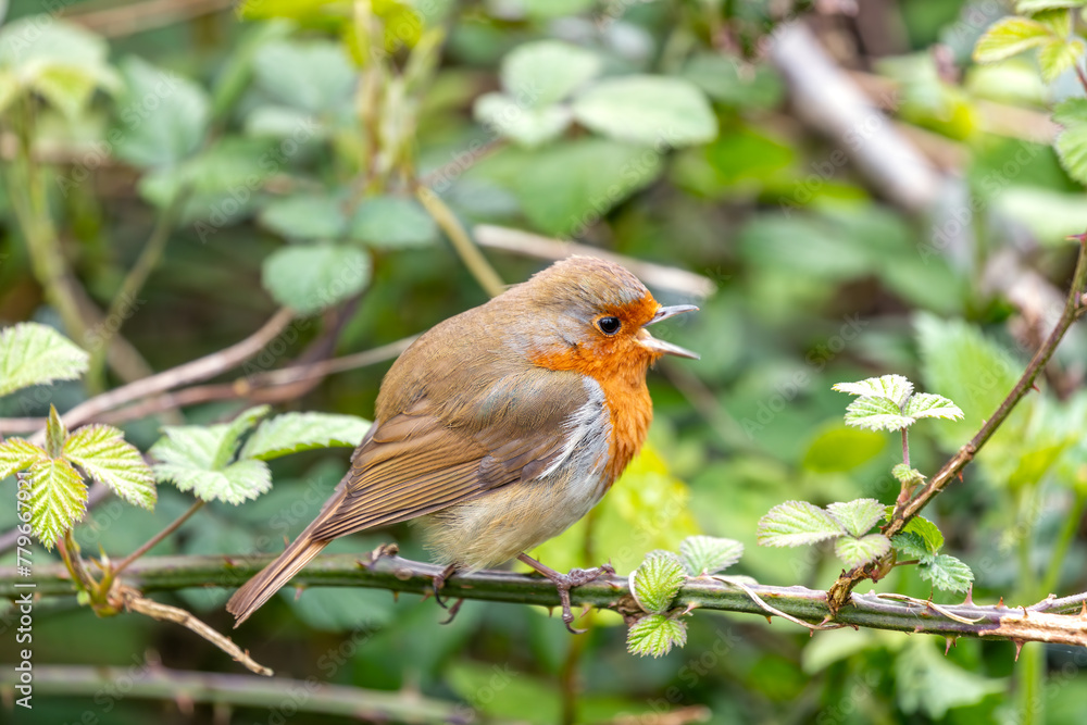 Robin Red Breast (Erithacus rubecula) - Europe, western Asia & North Africa Robin Red Breast (Erithacus rubecula) - Europe, western Asia & North Africa