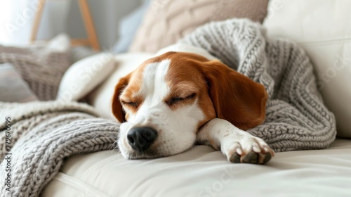 Serene Beagle Slumber: Peaceful Rest on a Soft White Sofa Generative AI © Gelpi