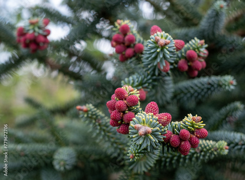 Abies evergreen conifer tree with attractive red pines. Photographed in Wisley garden  Surrey UK.