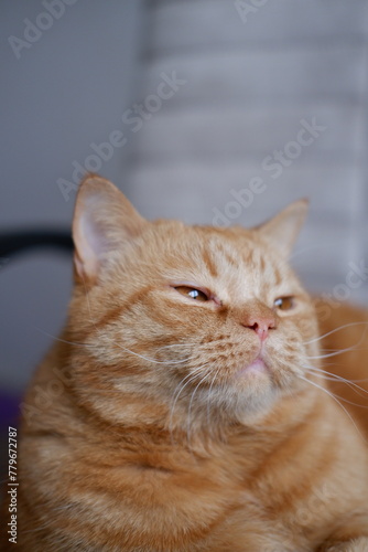 Wallpaper Mural A large red domestic cat looks around close-up. fluffy pet lies on a chair. a domestic cat lies on a chair and looks up. red domestic cat with big orange eyes, fluffy fur, long mustache lies and rests Torontodigital.ca